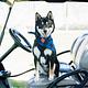 Deku The Dog